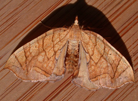 Lesser Grapevine Looper
